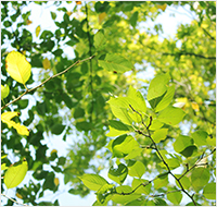 健康生活と活性酸素の関係